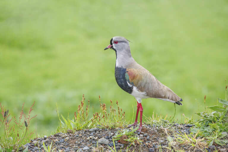 čejka jihoamerická (Vanellus chilensis)