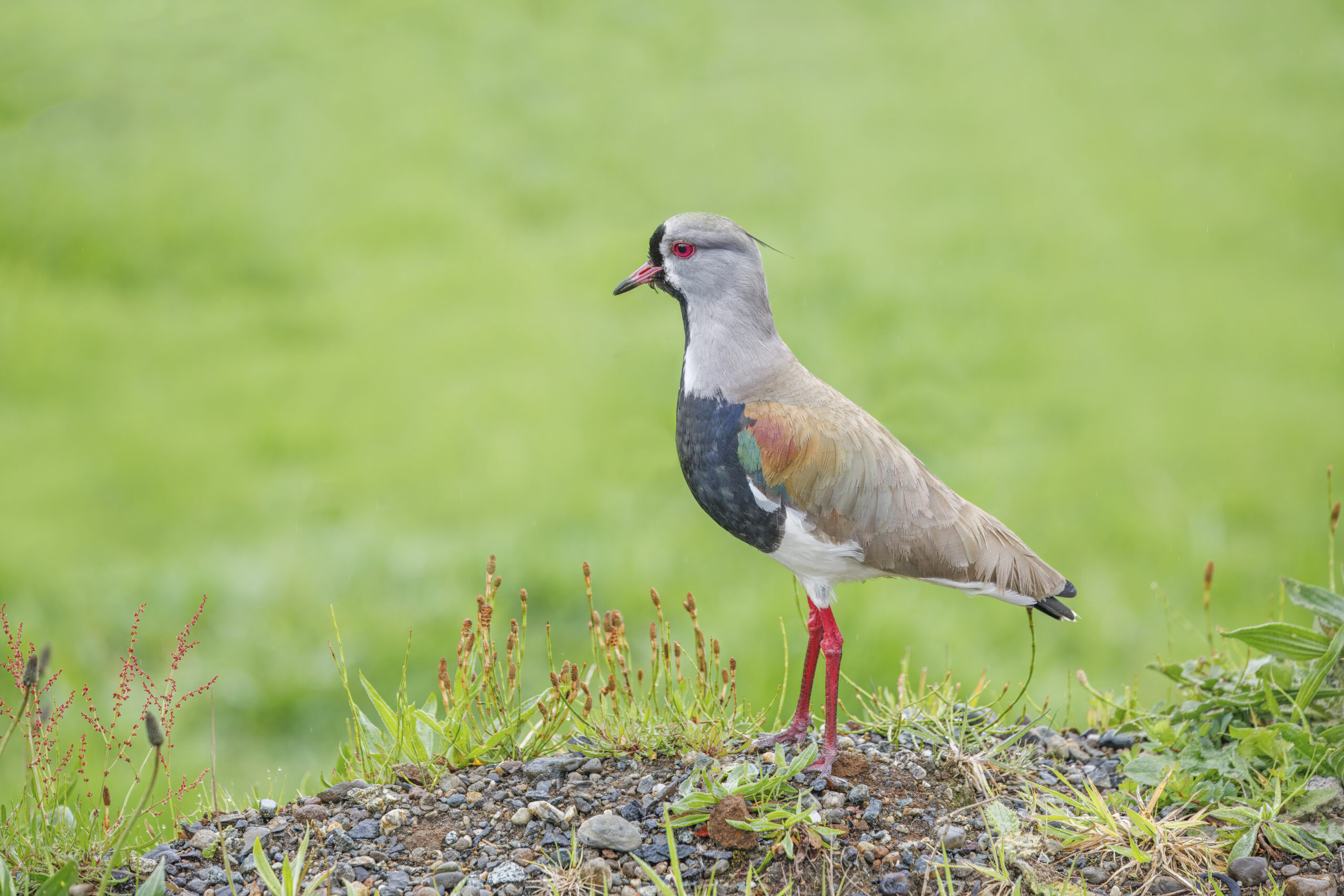 čejka jihoamerická (Vanellus chilensis)