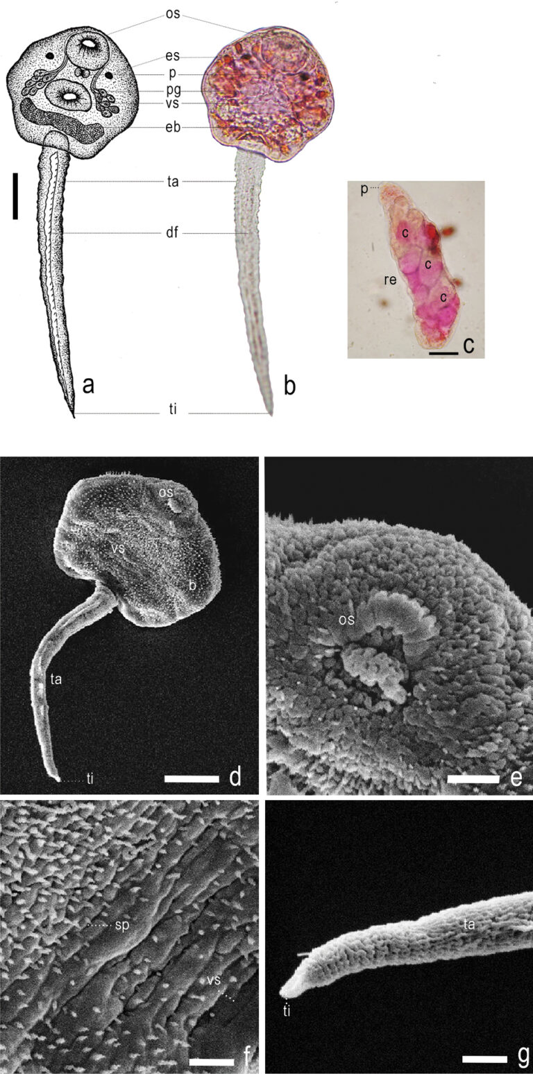 Centrocestus formosanus