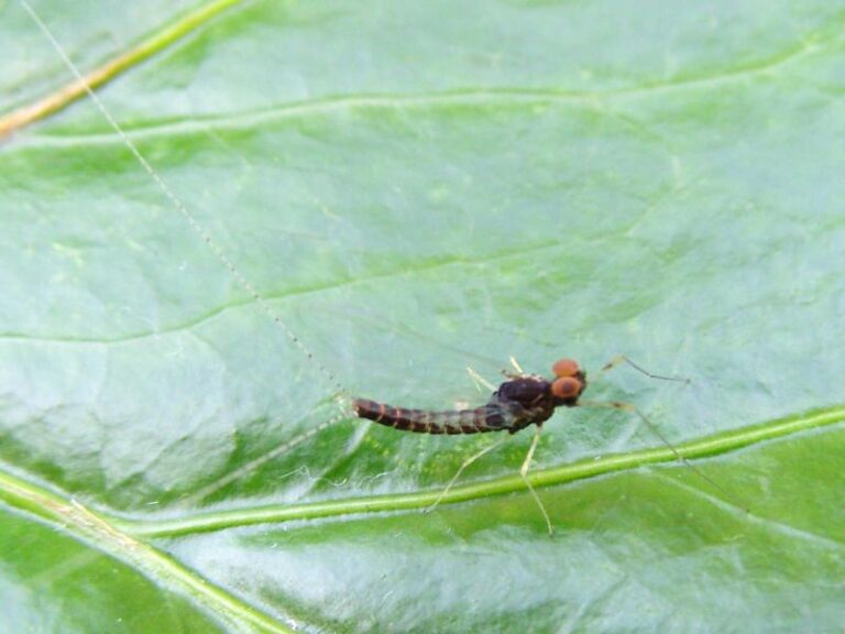 Centroptilum luteolum