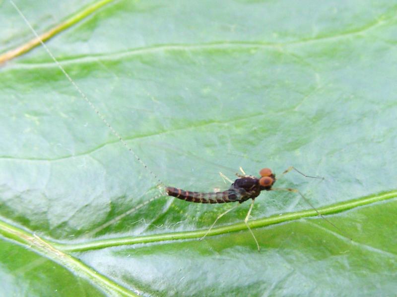 Centroptilum luteolum