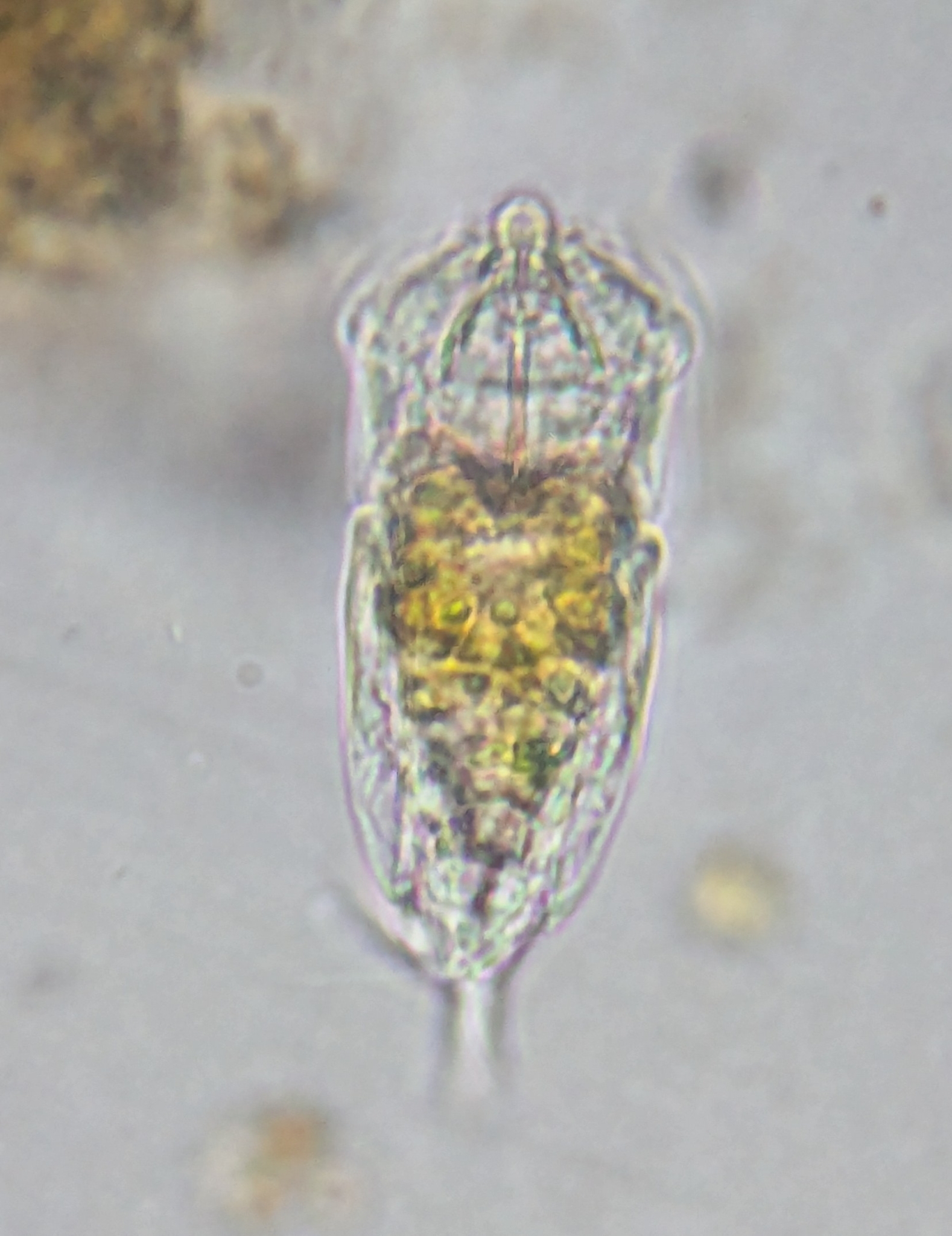 Cephalodella auriculata