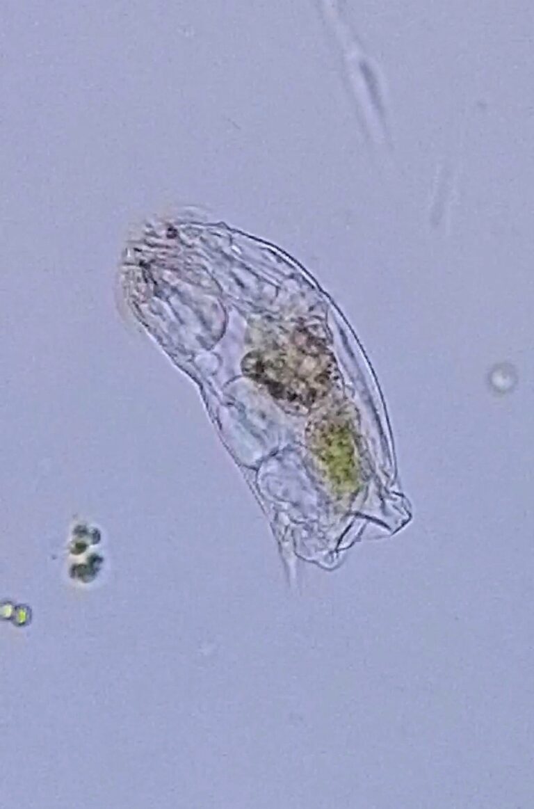 Cephalodella catellina