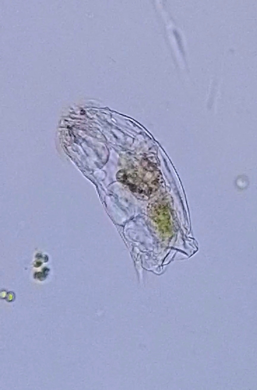 Cephalodella catellina