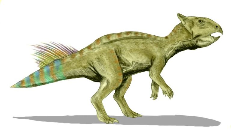 Cerasinops
