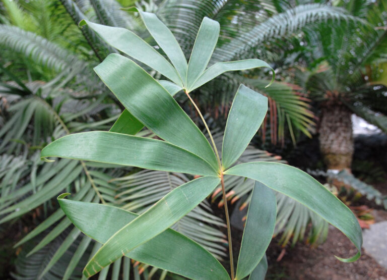 Ceratozamia hildae Ceratozamia hildae