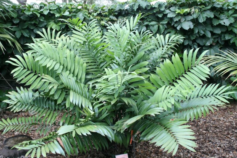 Ceratozamia miqueliana Ceratozamia miqueliana