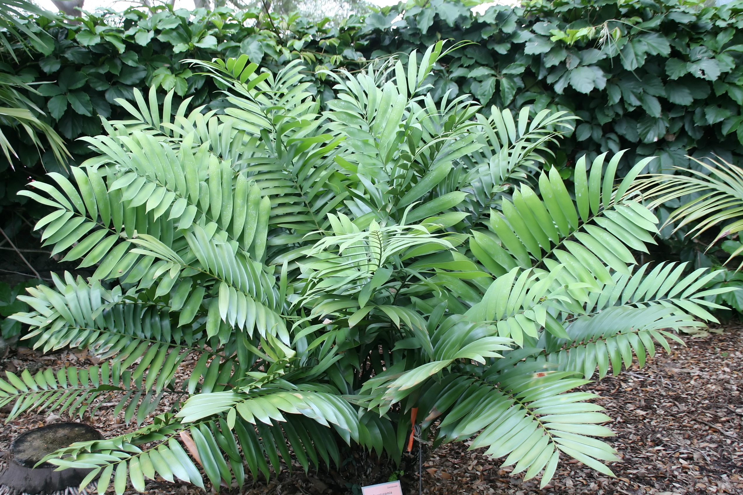 Ceratozamia miqueliana