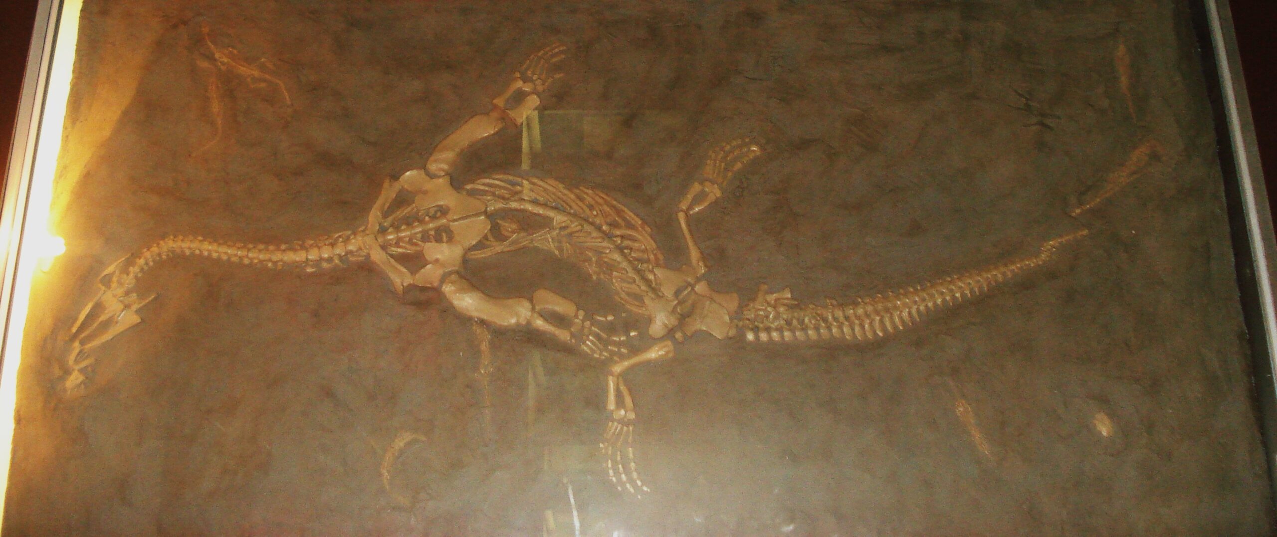 Fosilie mořského plaza rodu Ceresiosaurus