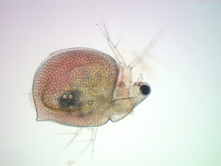 Ceriodaphnia laticaudata