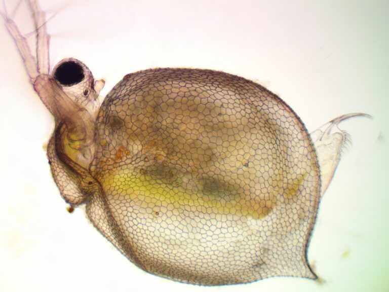 Ceriodaphnia reticulata