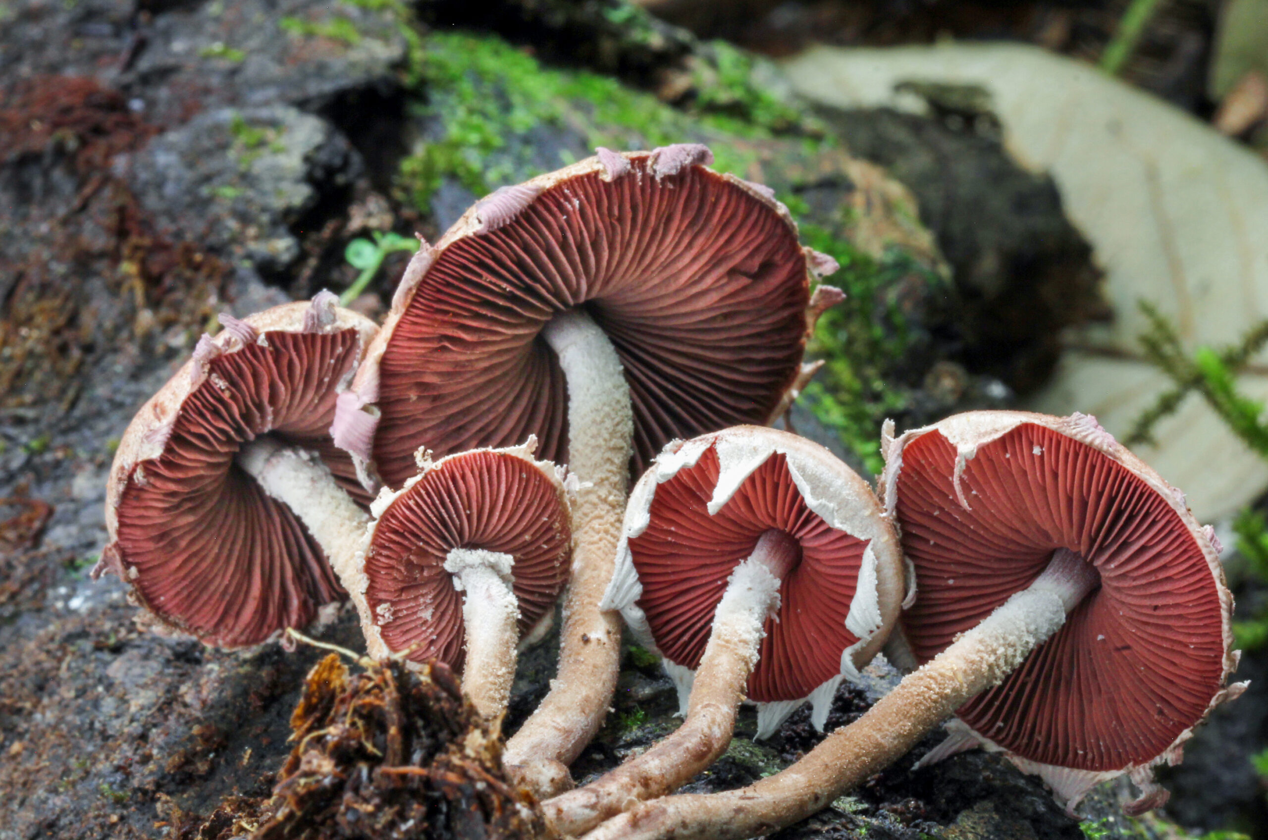 černolupen krvavý (Melanophyllum haematospermum)