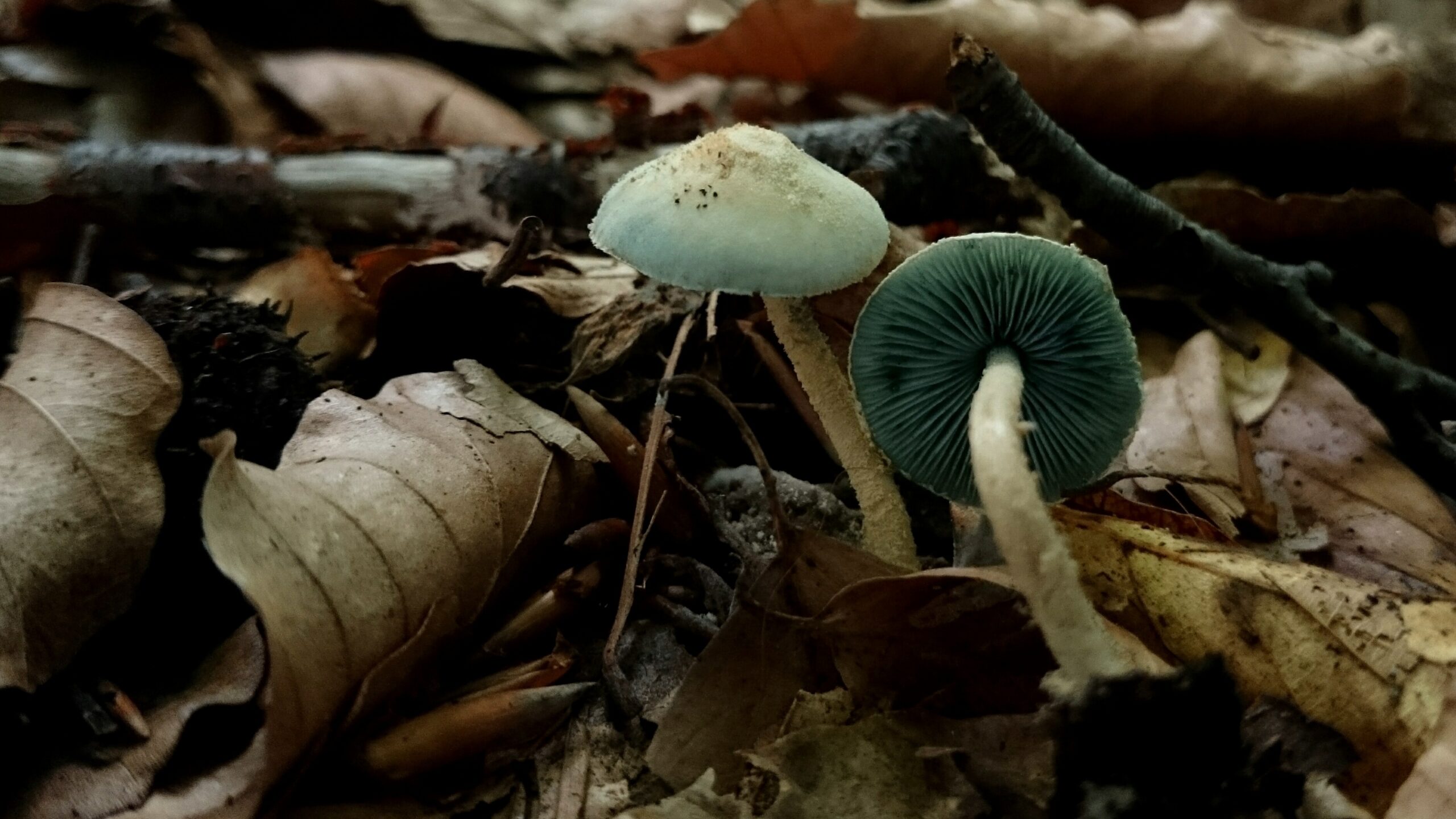 černolupen zelený (Melanophyllum eyrei)