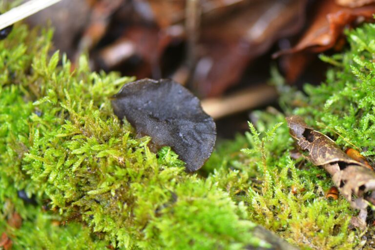 černorosol uťatý (Exidia truncata)