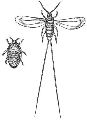 červec nopálový (Dactylopius coccus)