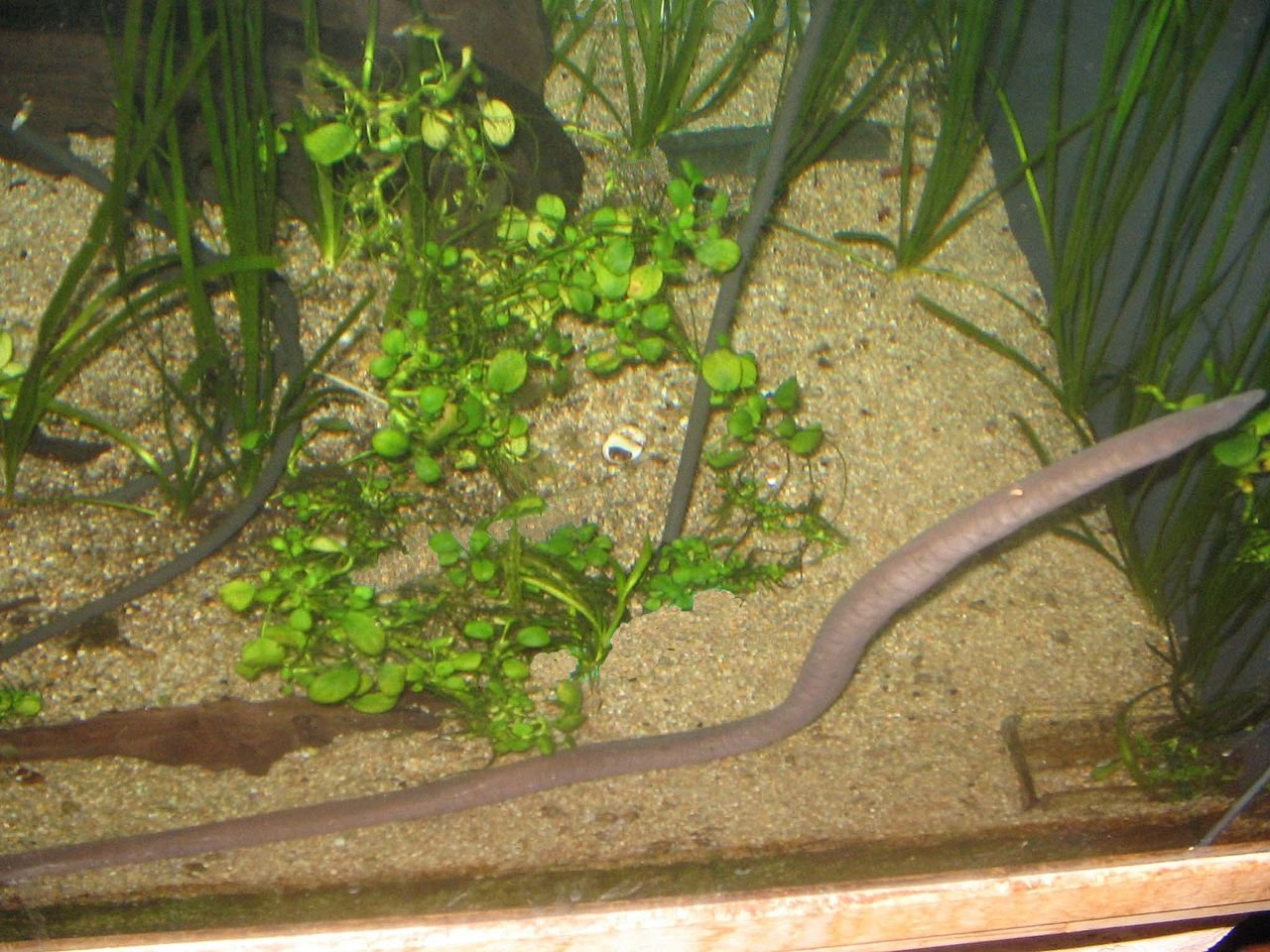 červorovec splývavý (Typhlonectes natans)