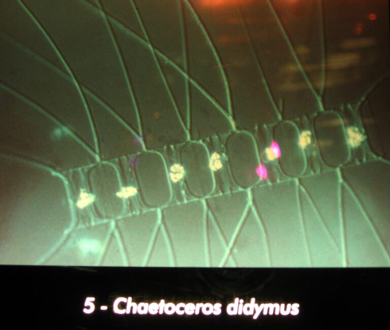 Chaetoceros didymus