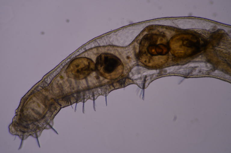 Chaetogaster diaphanus