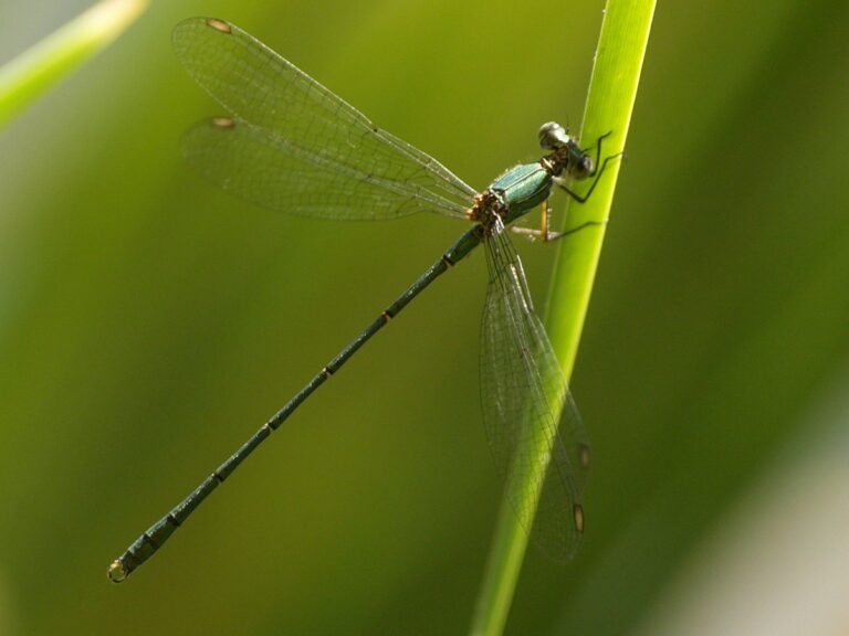 Chalcolestes viridis