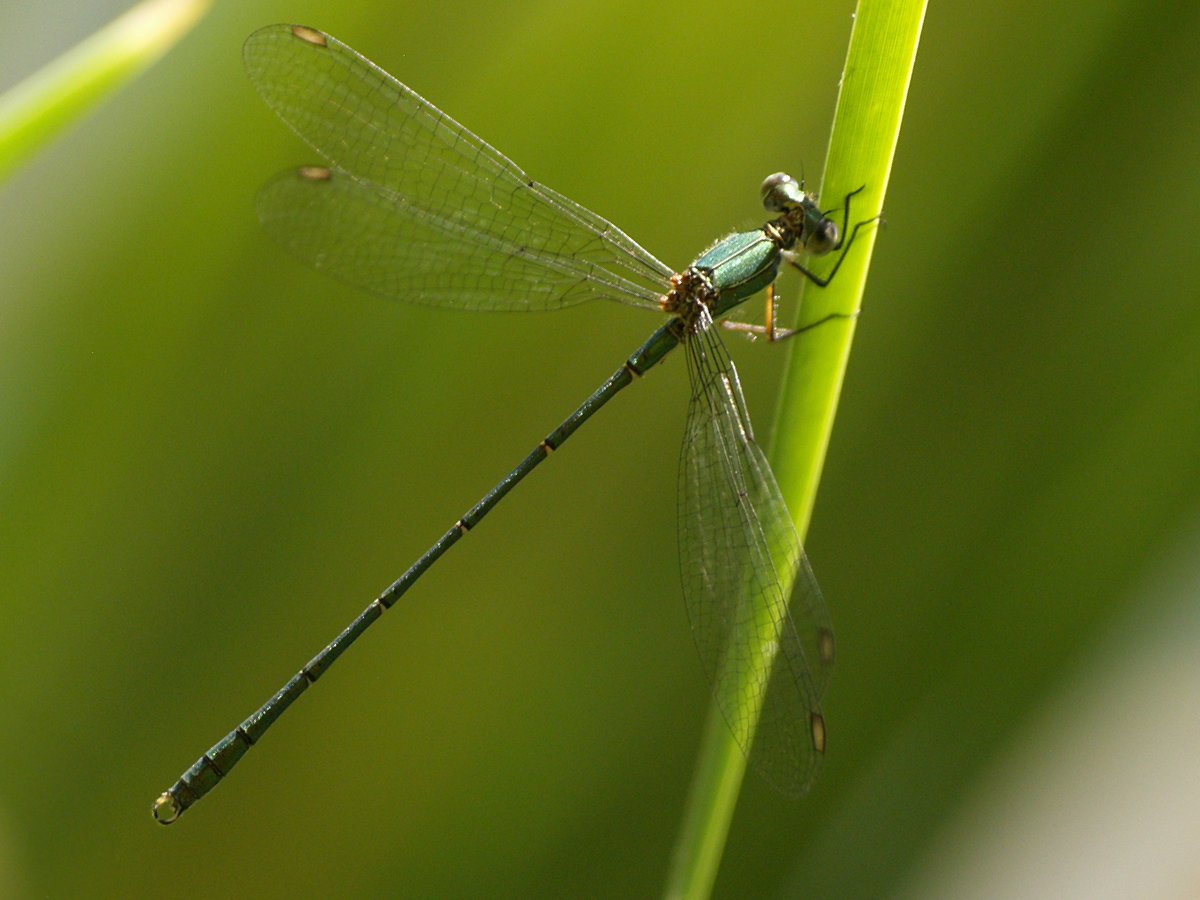 Chalcolestes viridis