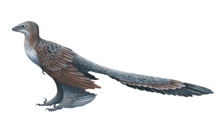 Changyuraptor Changyuraptor