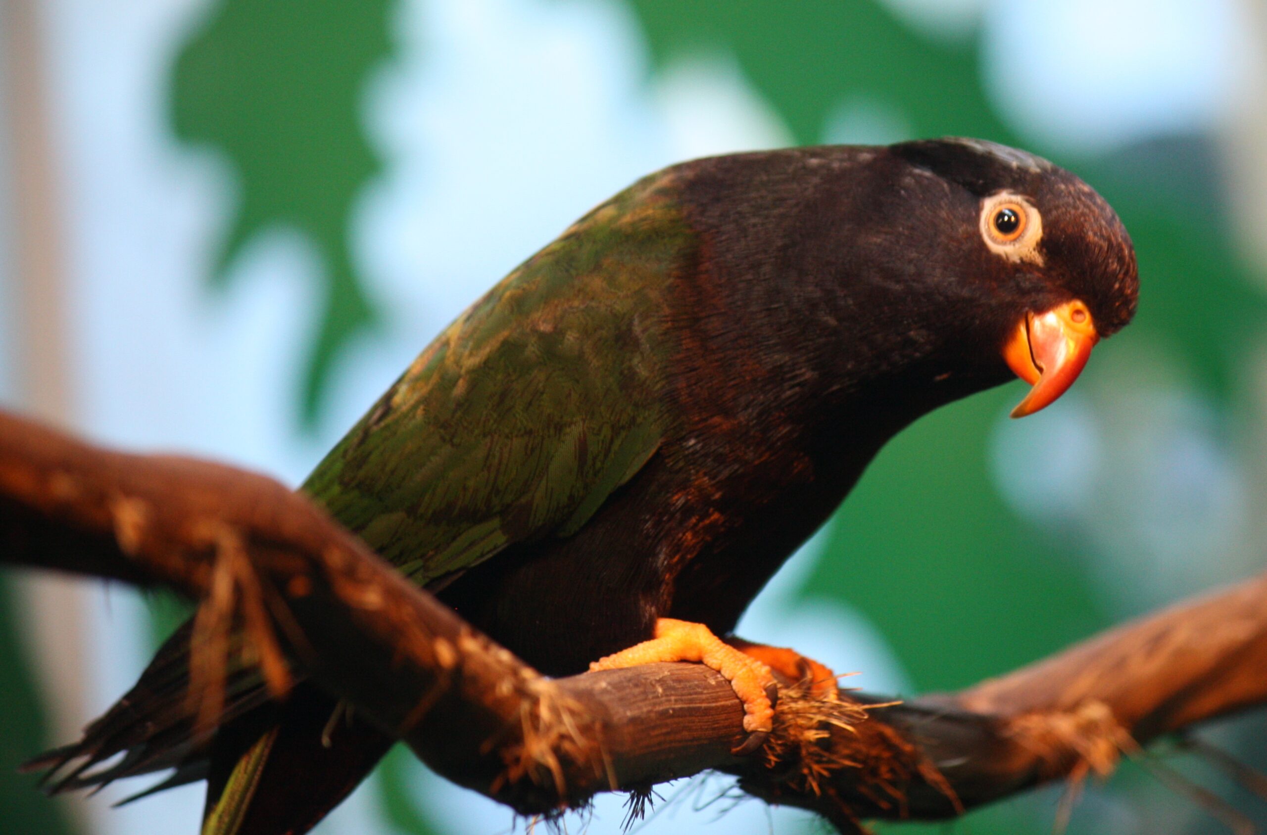 charmozin Stellin (Charmosyna stellae)