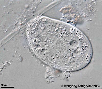 Chilodonella uncinata Chilodonella uncinata