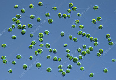 Chlamydomonas moewusii