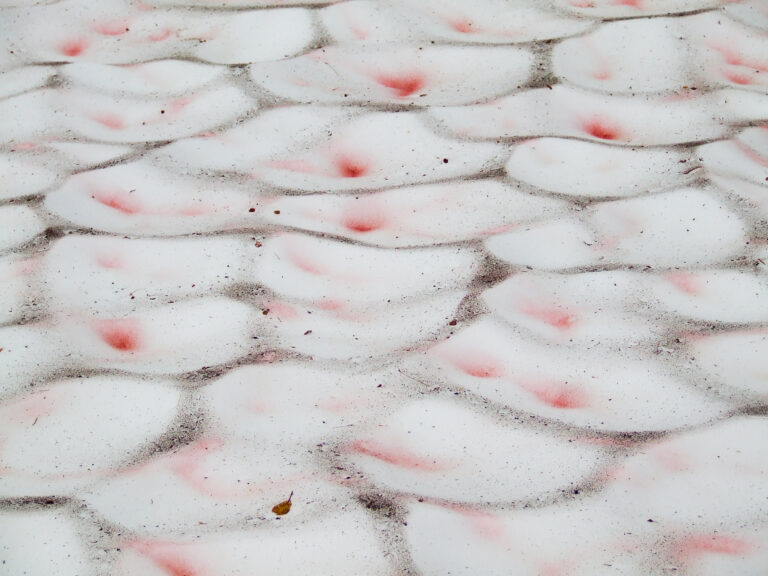 Chlamydomonas nivalis