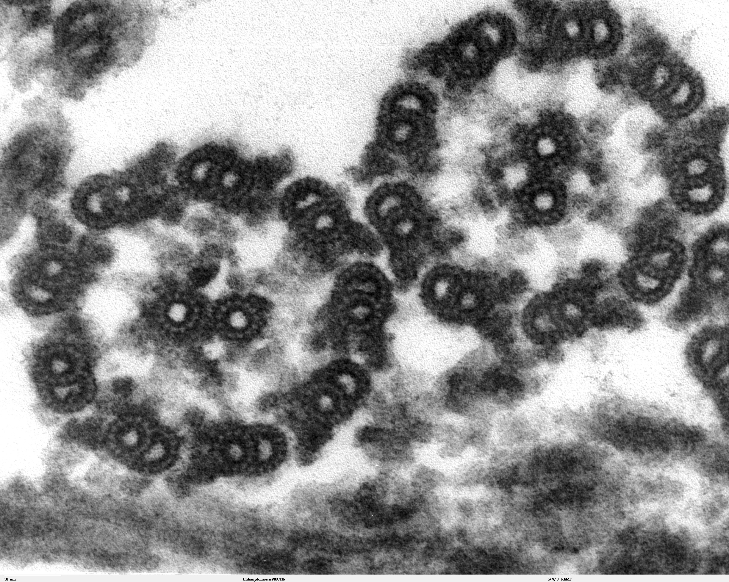 Chlamydomonas reinhardtii