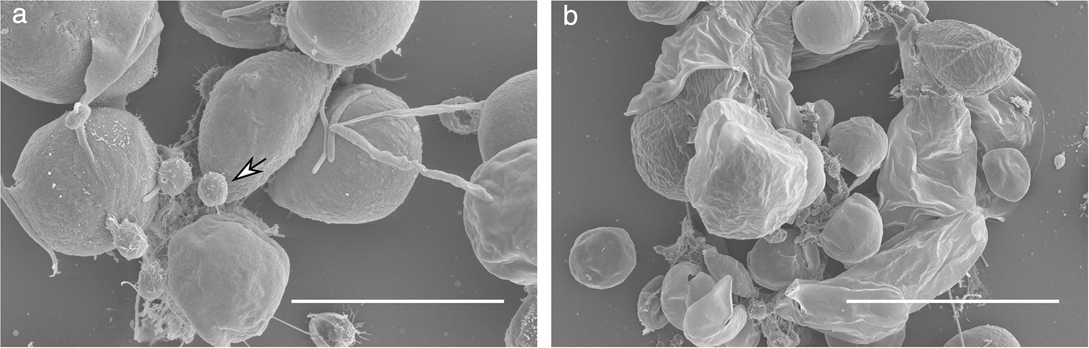 Chlorella sorokiniana