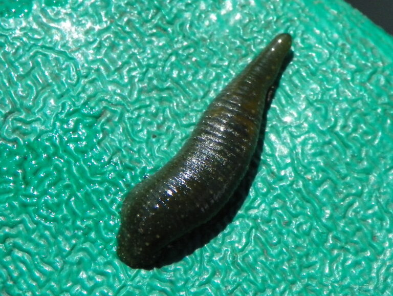 chobotnatka kachní (Theromyzon tessulatum)