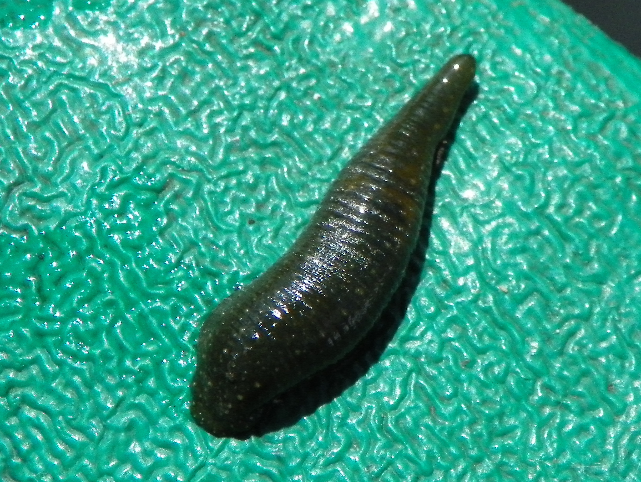 chobotnatka kachní (Theromyzon tessulatum)