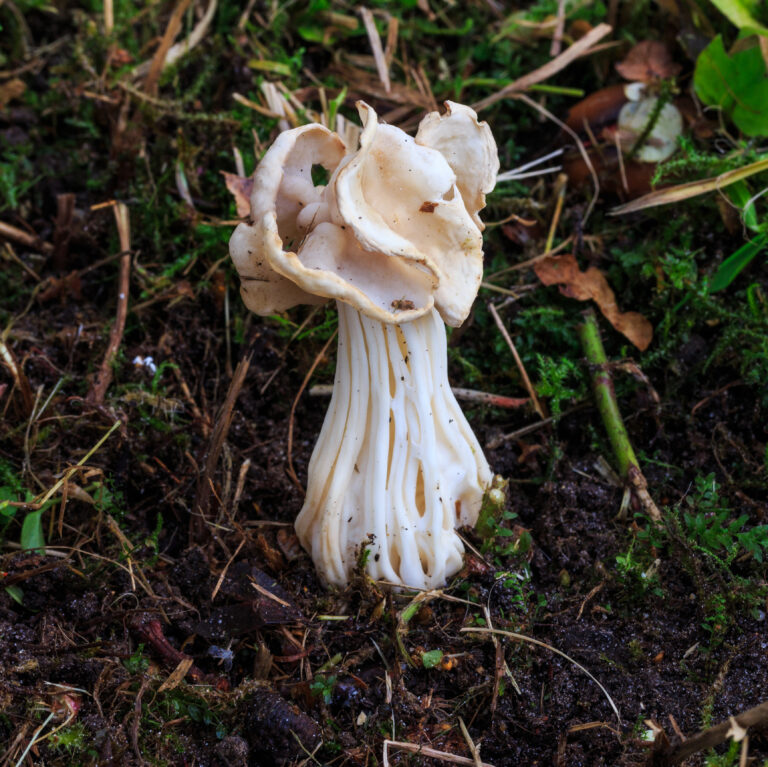 chřapáč kadeřavý (Helvella crispa)