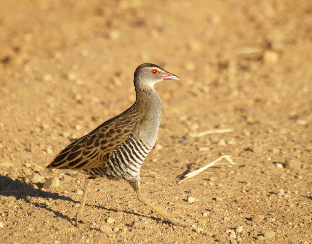 chřástal africký (Crex egregia)
