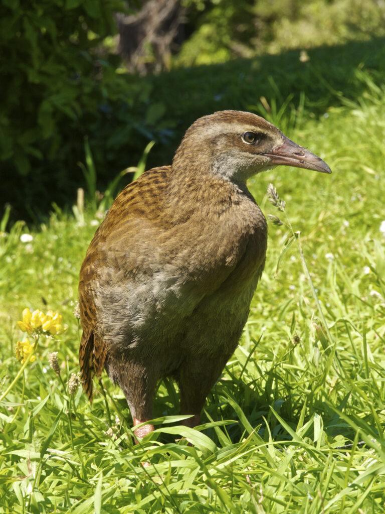 chřástal weka (Gallirallus australis)