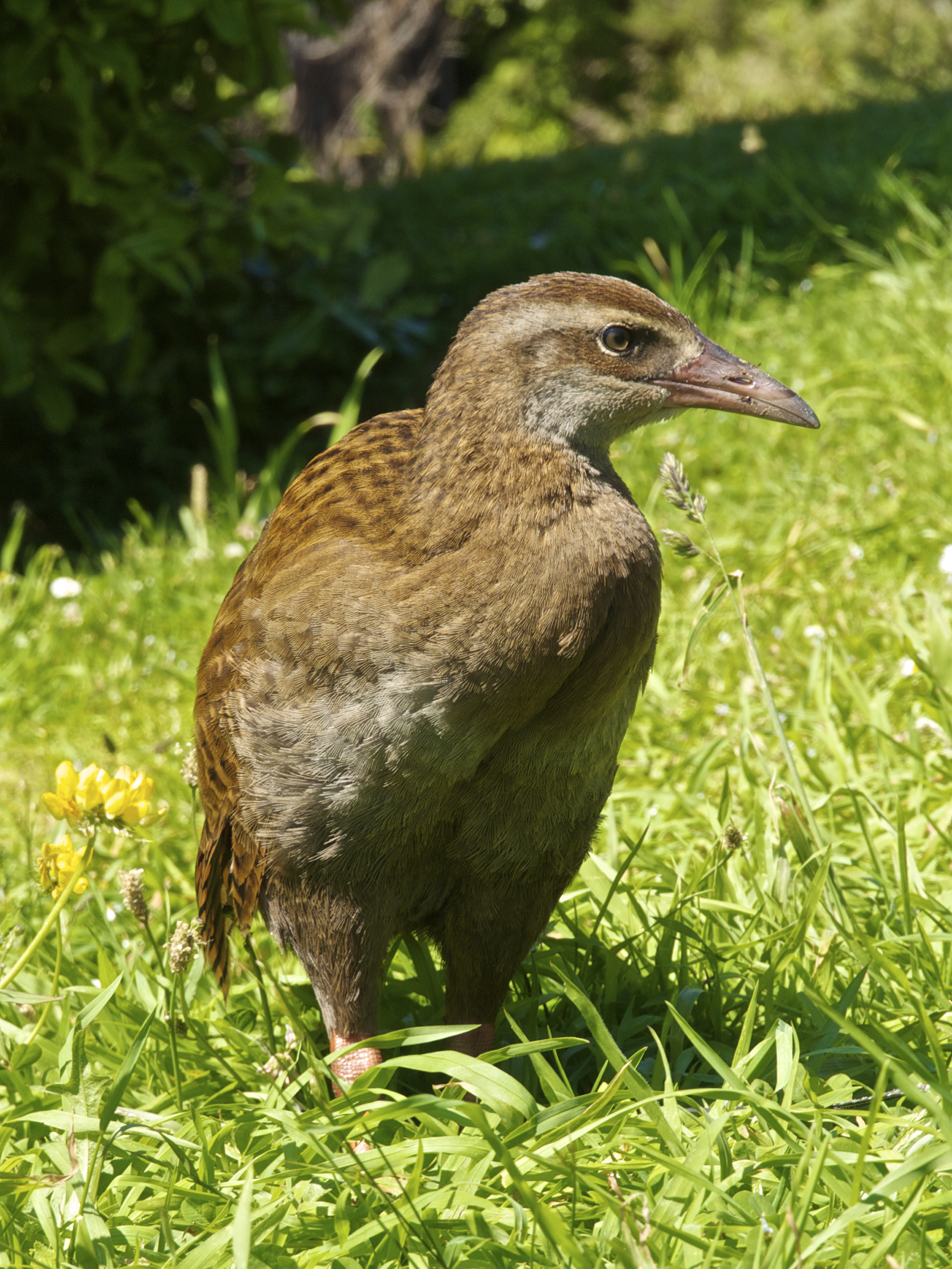 chřástal weka (Gallirallus australis)