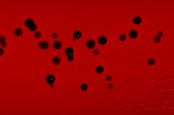 Chromobacterium violaceum
