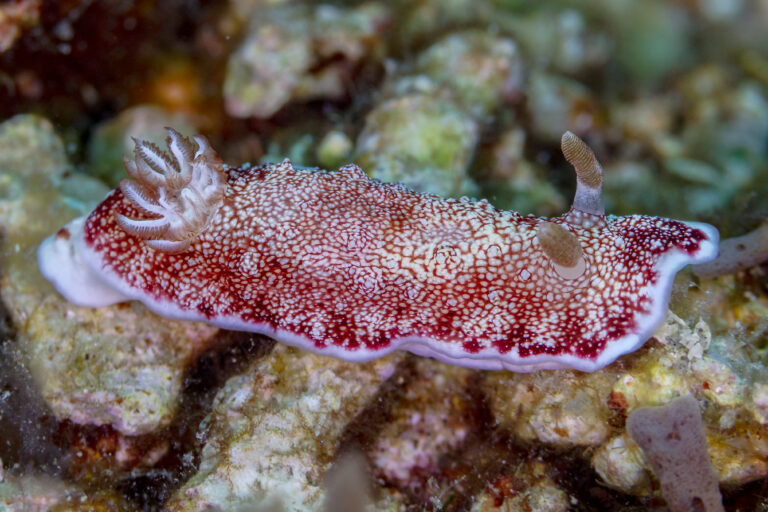 Chromodoris reticulata (Goniobranchus reticulatus)