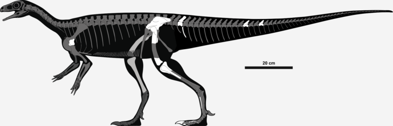 Chromogisaurus Chromogisaurus