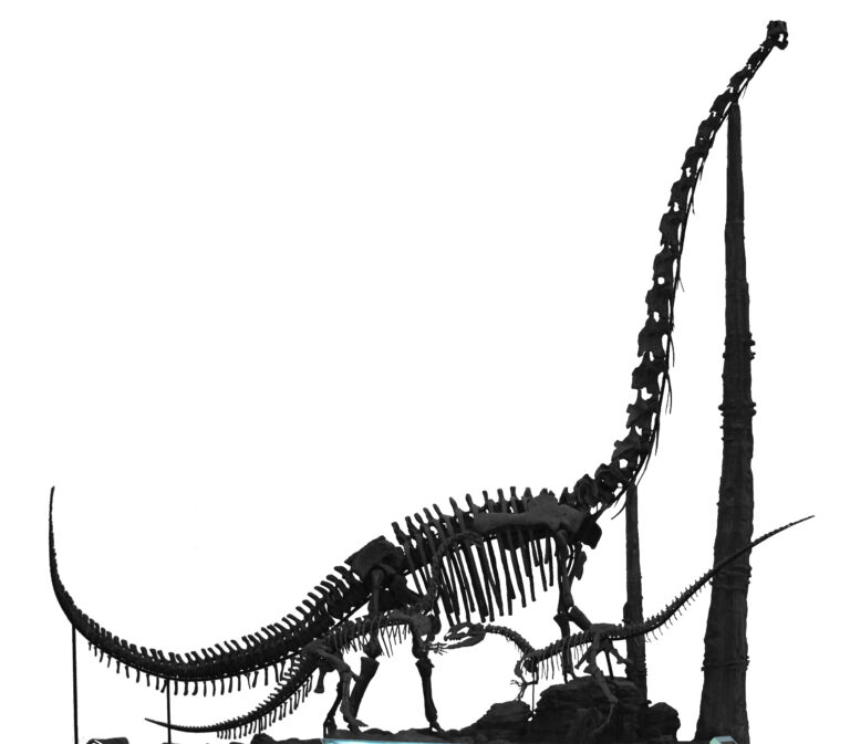 Chuanjiesaurus