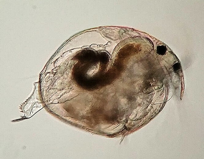 Chydorus brevilabris