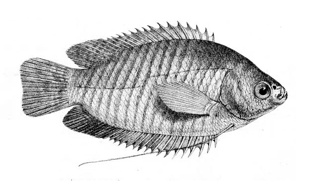 čichavec pruhovaný (Trichogaster fasciata)