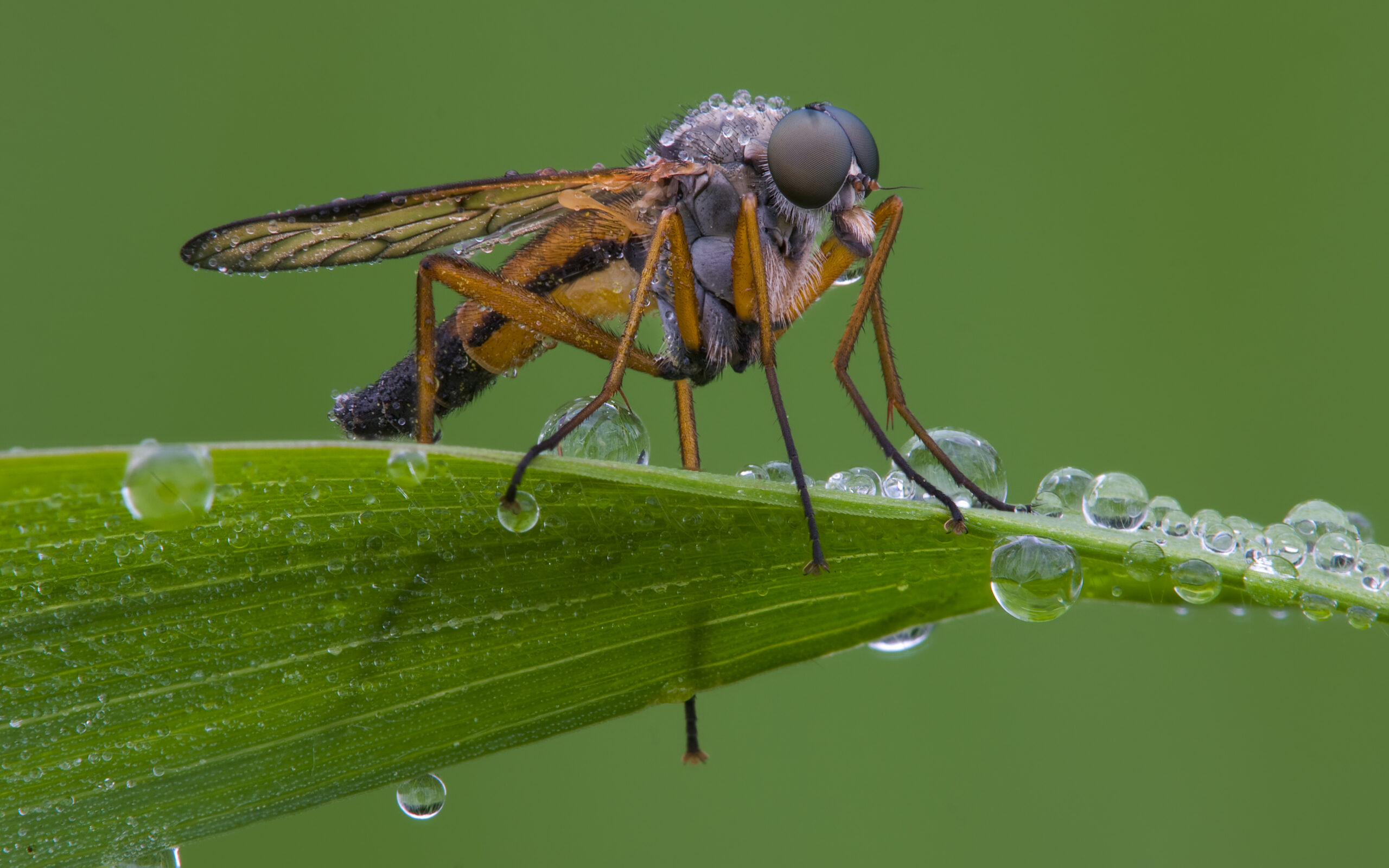 číhalka obecná (Rhagio scolopaceus)