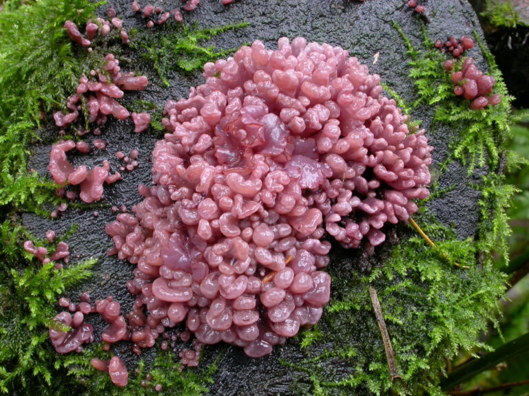 čihovitka masová (Ascocoryne sarcoides)
