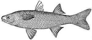 cípal sladkovodní (Agonostomus monticola)