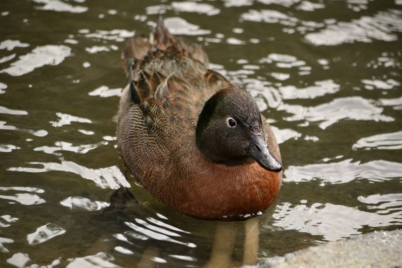 čírka novozélandská (Anas chlorotis)