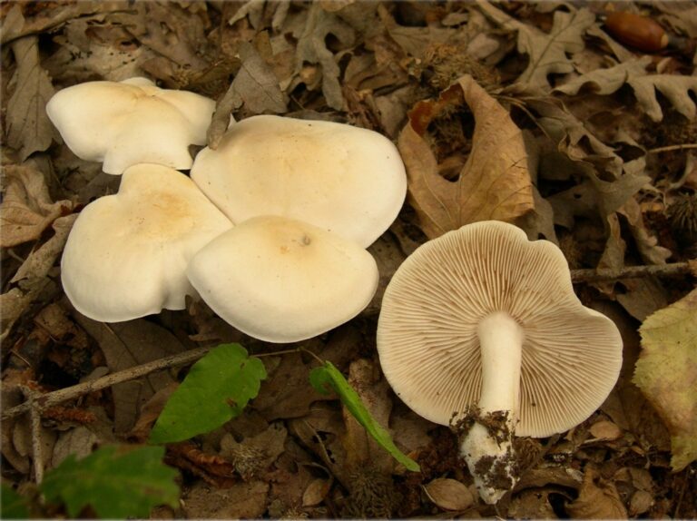 čirůvka bílá (Tricholoma album)
