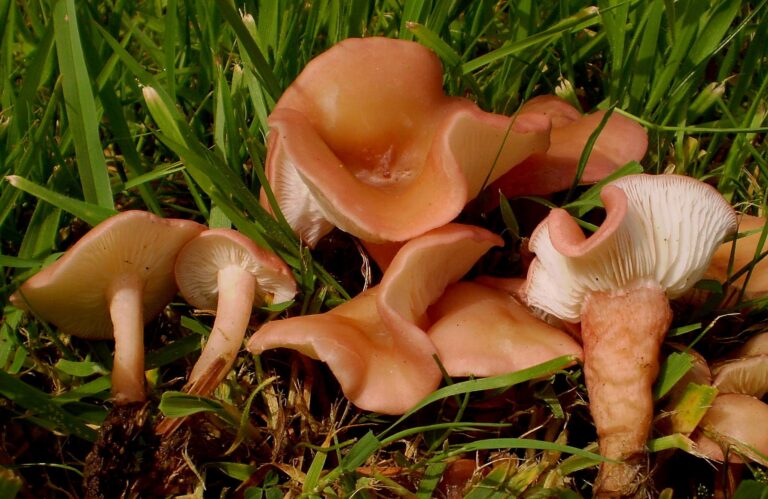 čirůvka masová (Calocybe carnea)