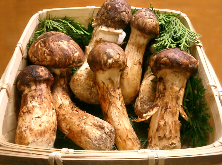 čirůvka ohavná (Tricholoma matsutake)